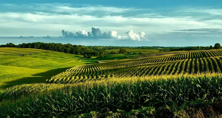 We grow fresh, organic produce using clean methods that protect nature, healthy food.